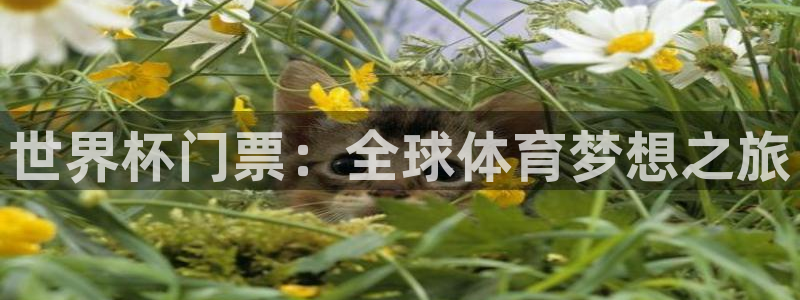 欧洲世预赛赛程表：世界杯门票：全球体育梦想之旅